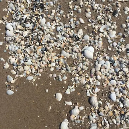 Alex Przy Plazy Dziwnówek