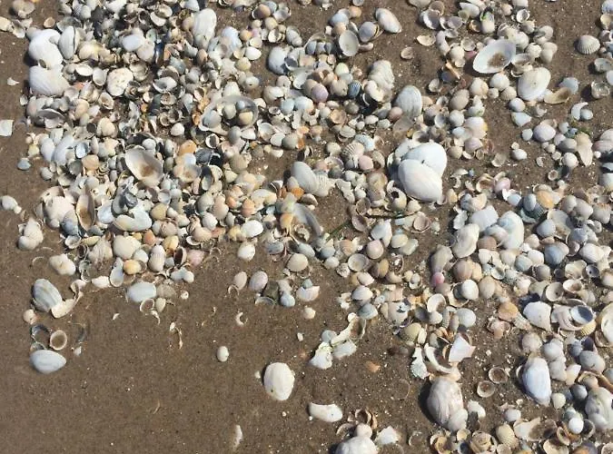 Alex Przy Plazy Dziwnówek