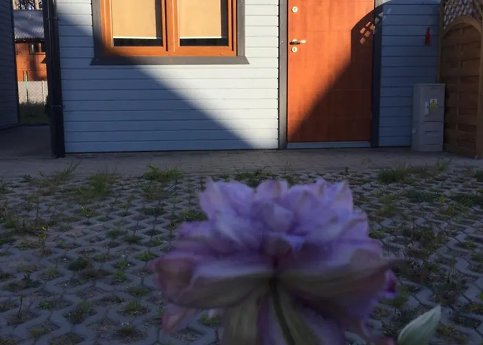 Alex Przy Plazy * Dziwnówek